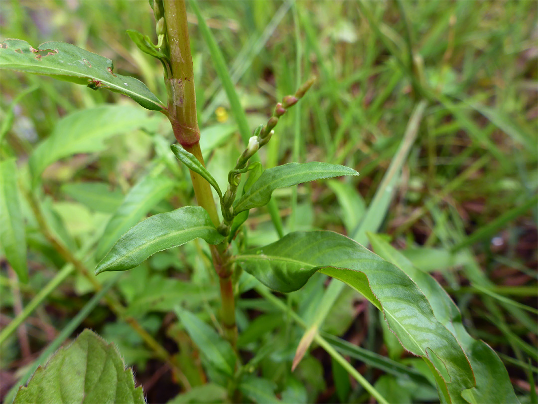 Lanceolate leaves