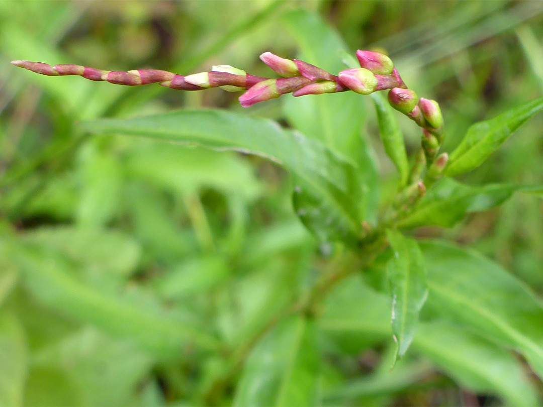 Narrow inflorescence