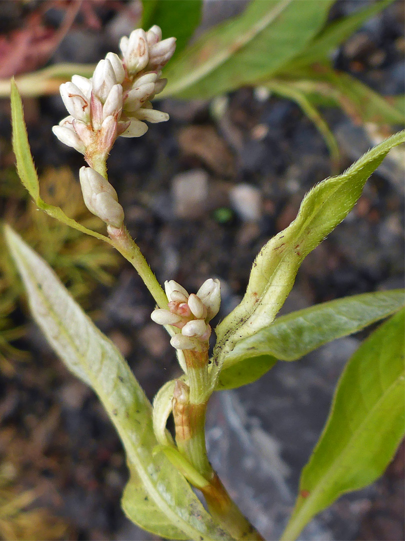 White flowers