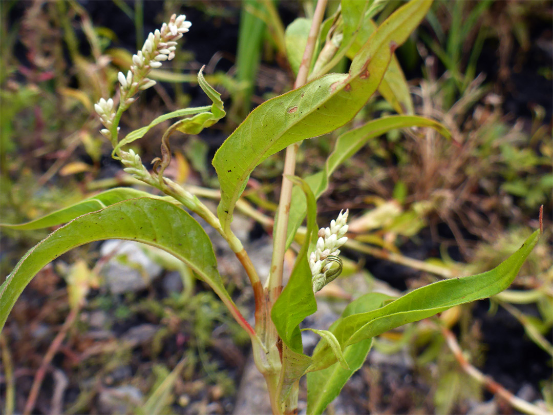 Leaves and stem