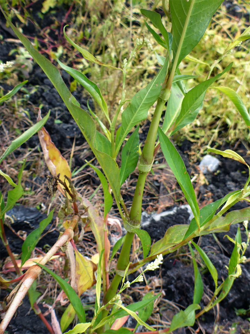 Midstem leaves