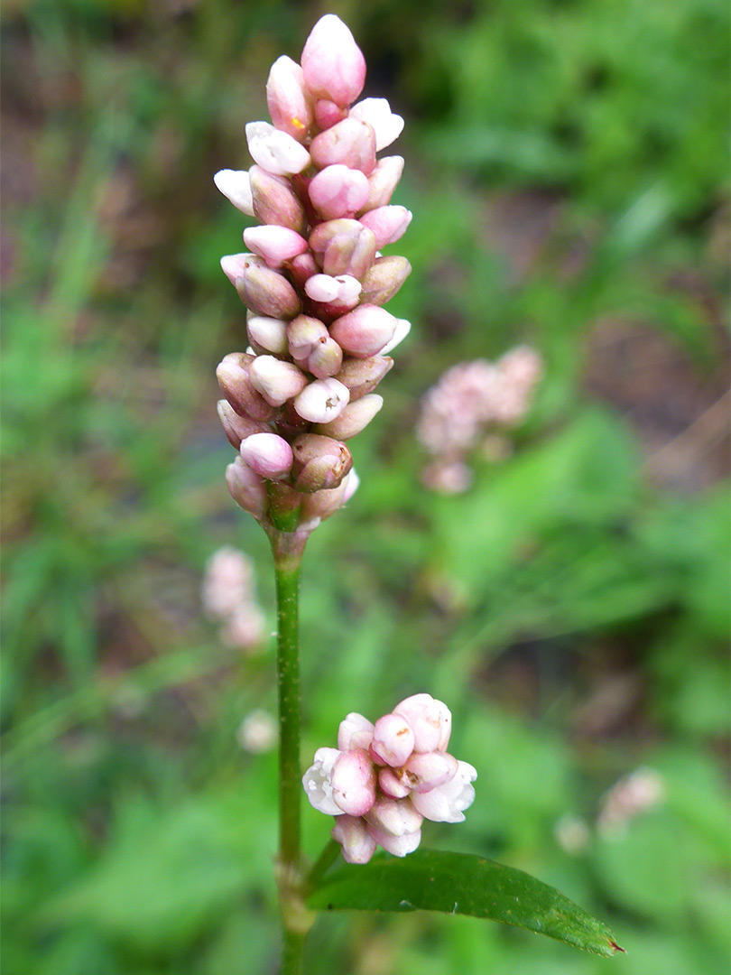 Pale pink flowers