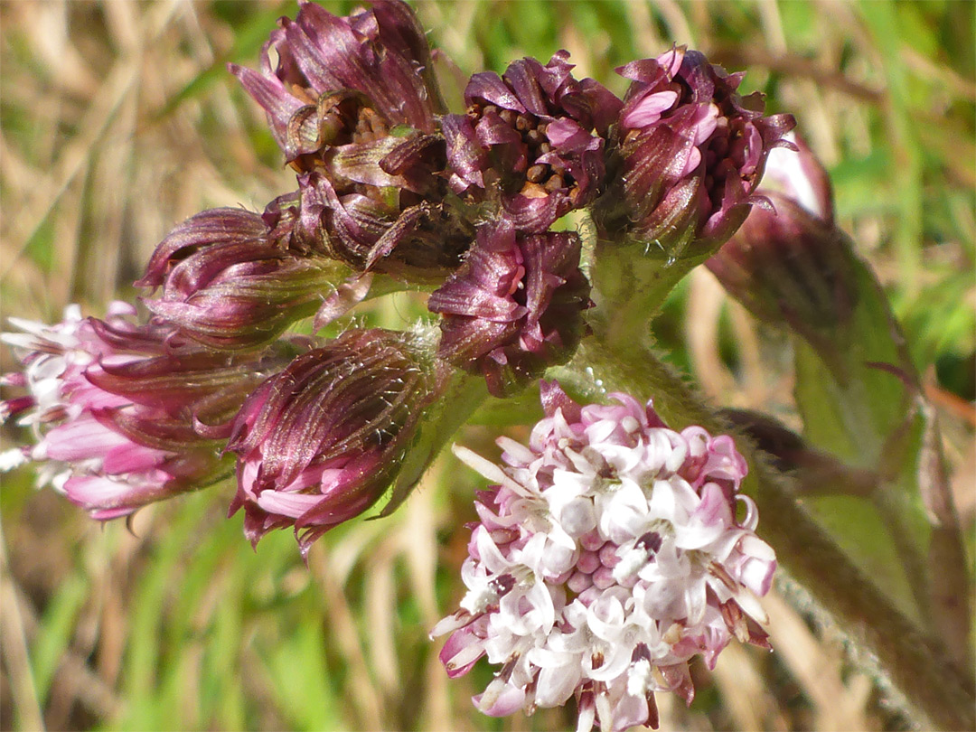 Purple phyllaries