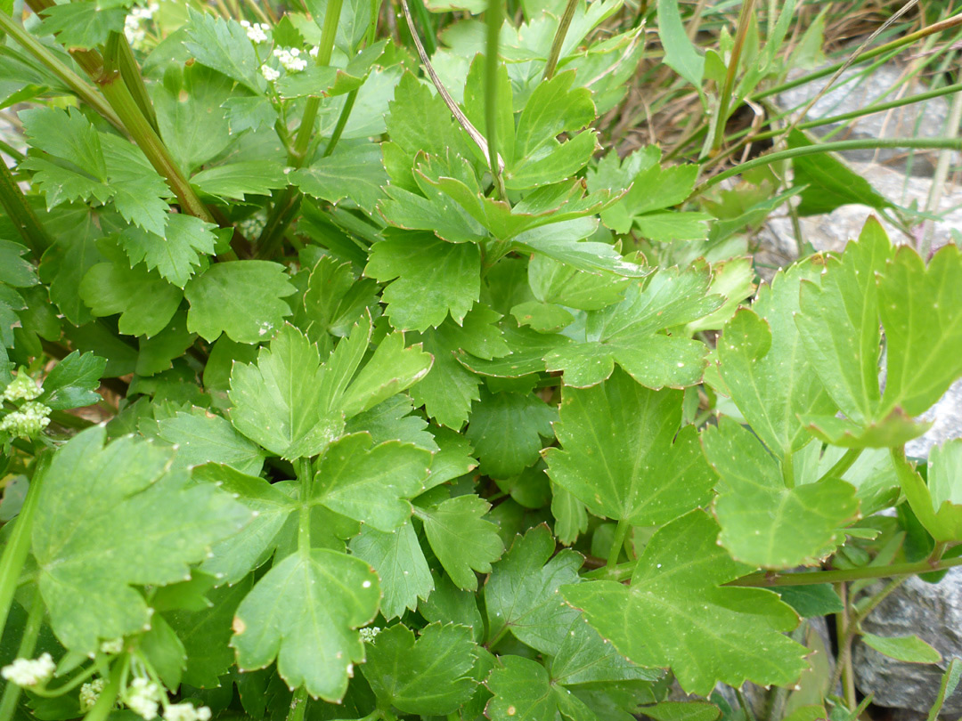 Compound leaves