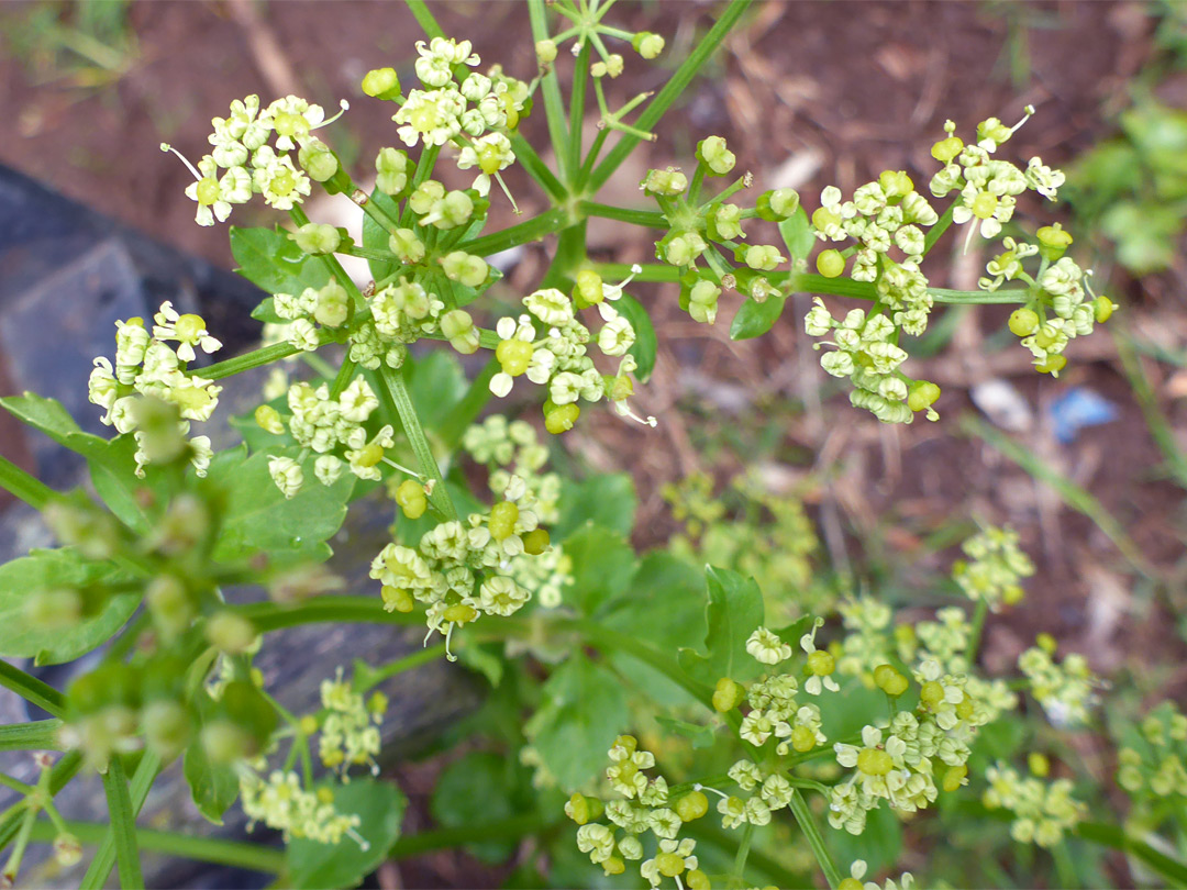 Yellowish inflorescence