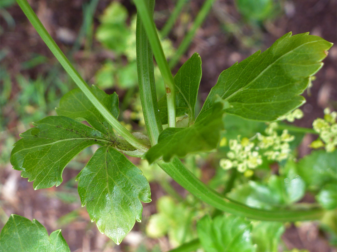 Stem and leaf