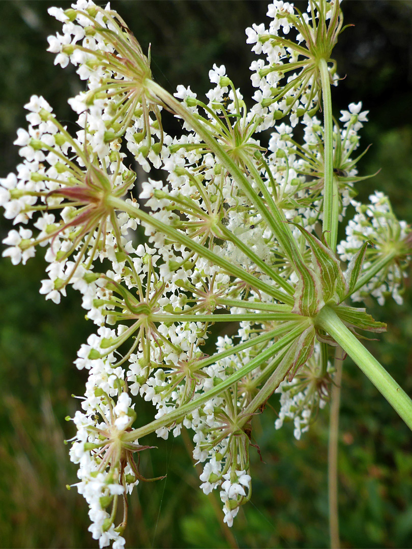 Bracts and bracteoles