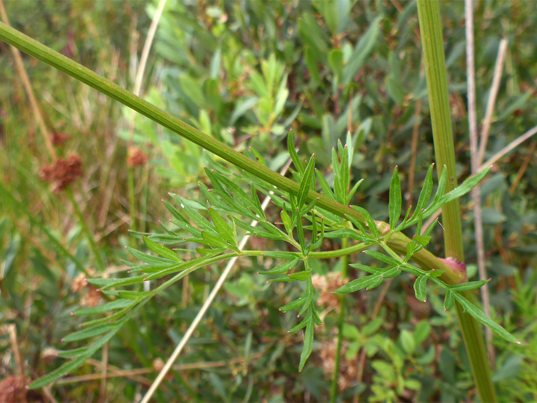 Upper stem leaf