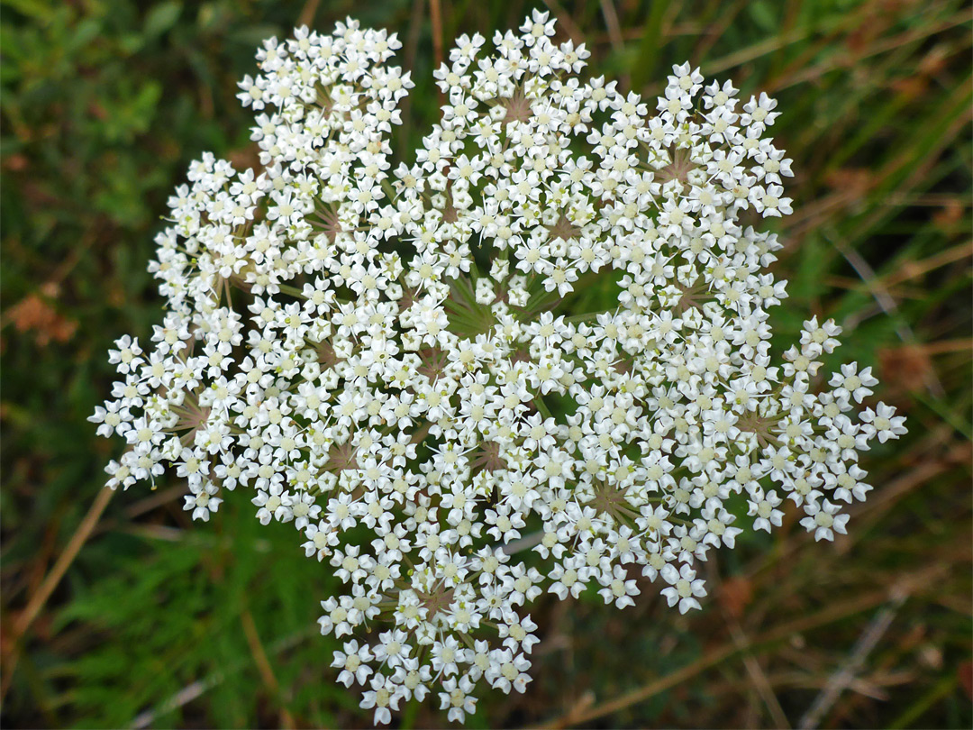 Small white flowers