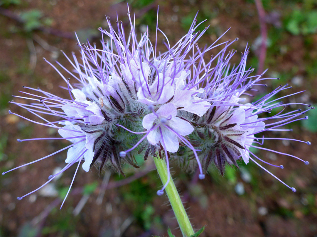 Flower cluster