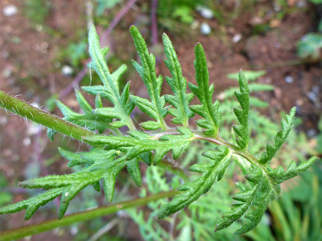 Pinnate leaf