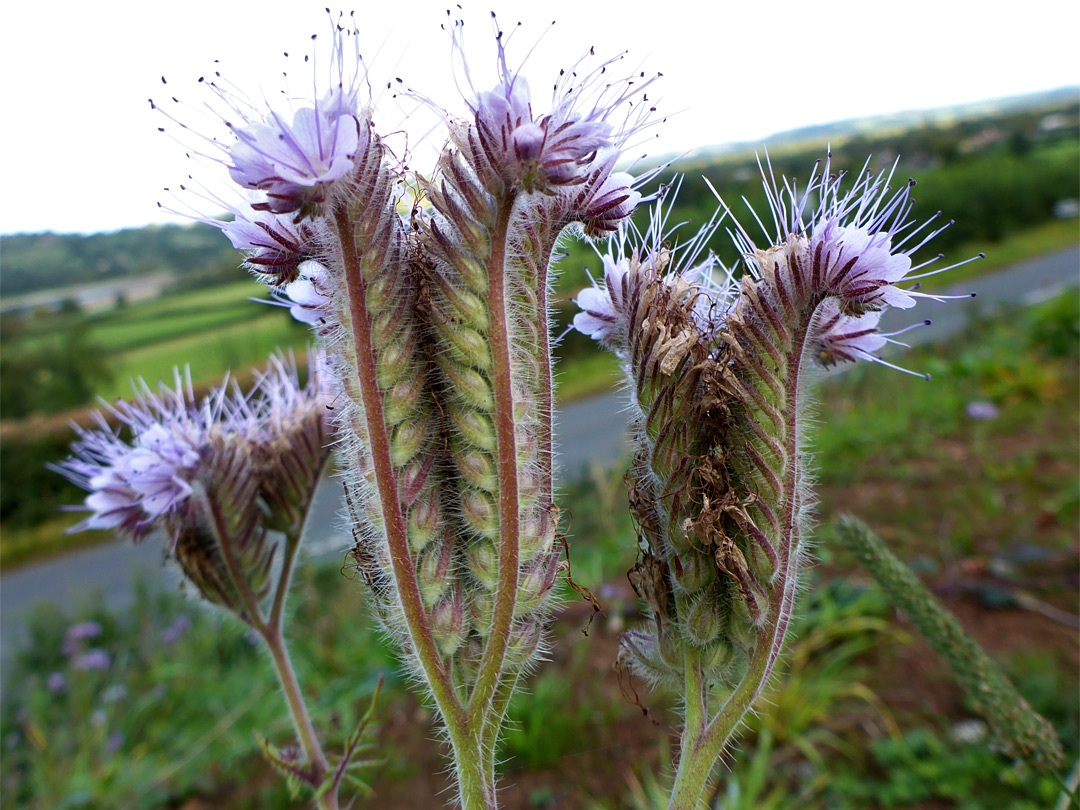 Hairy pedicels and calyces