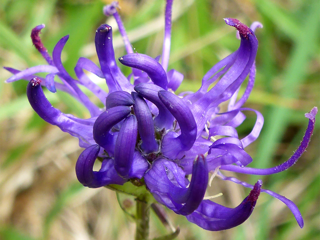 Dark purple flowers