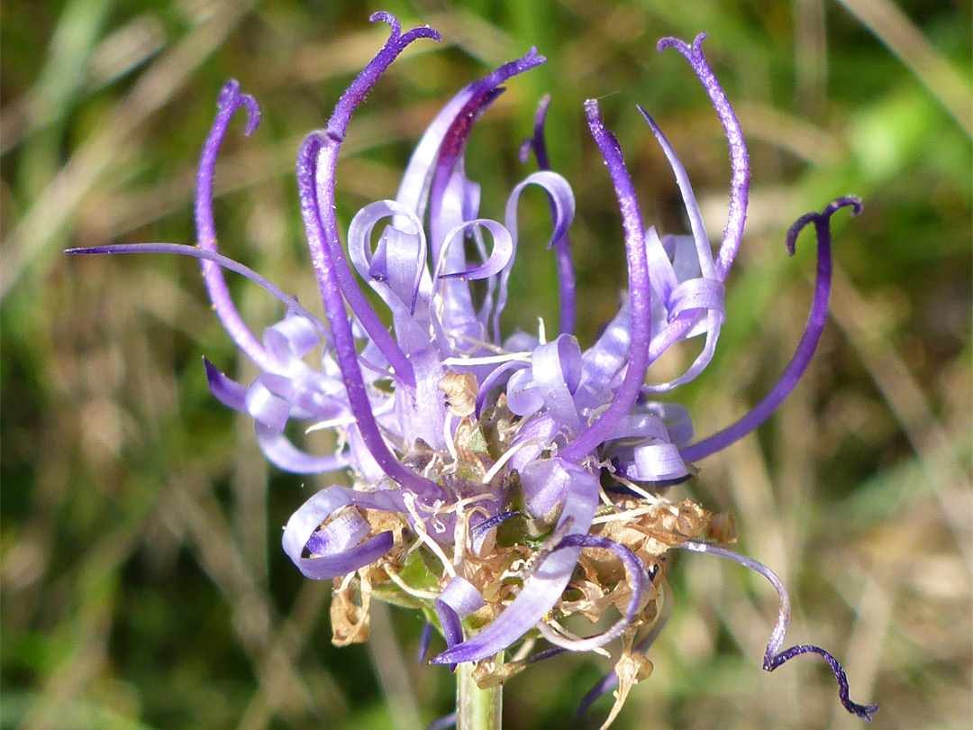 Upwards-pointing flowers