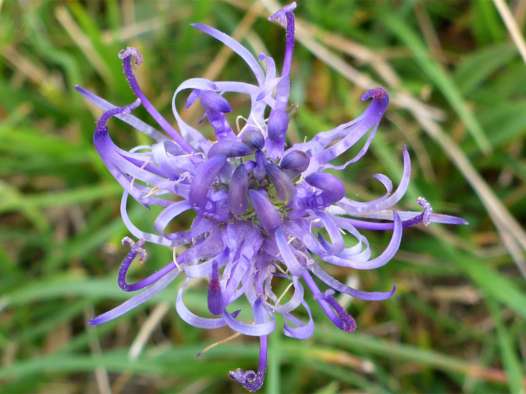 Pale purple flowers