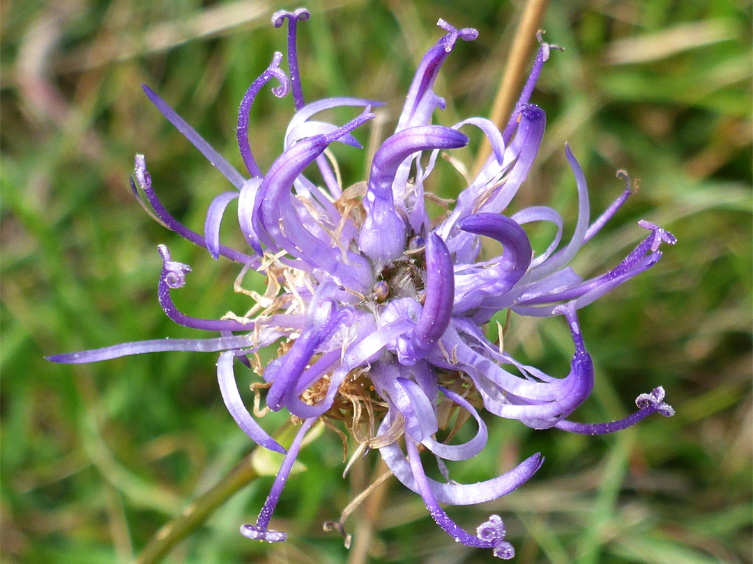 Tubular flowers