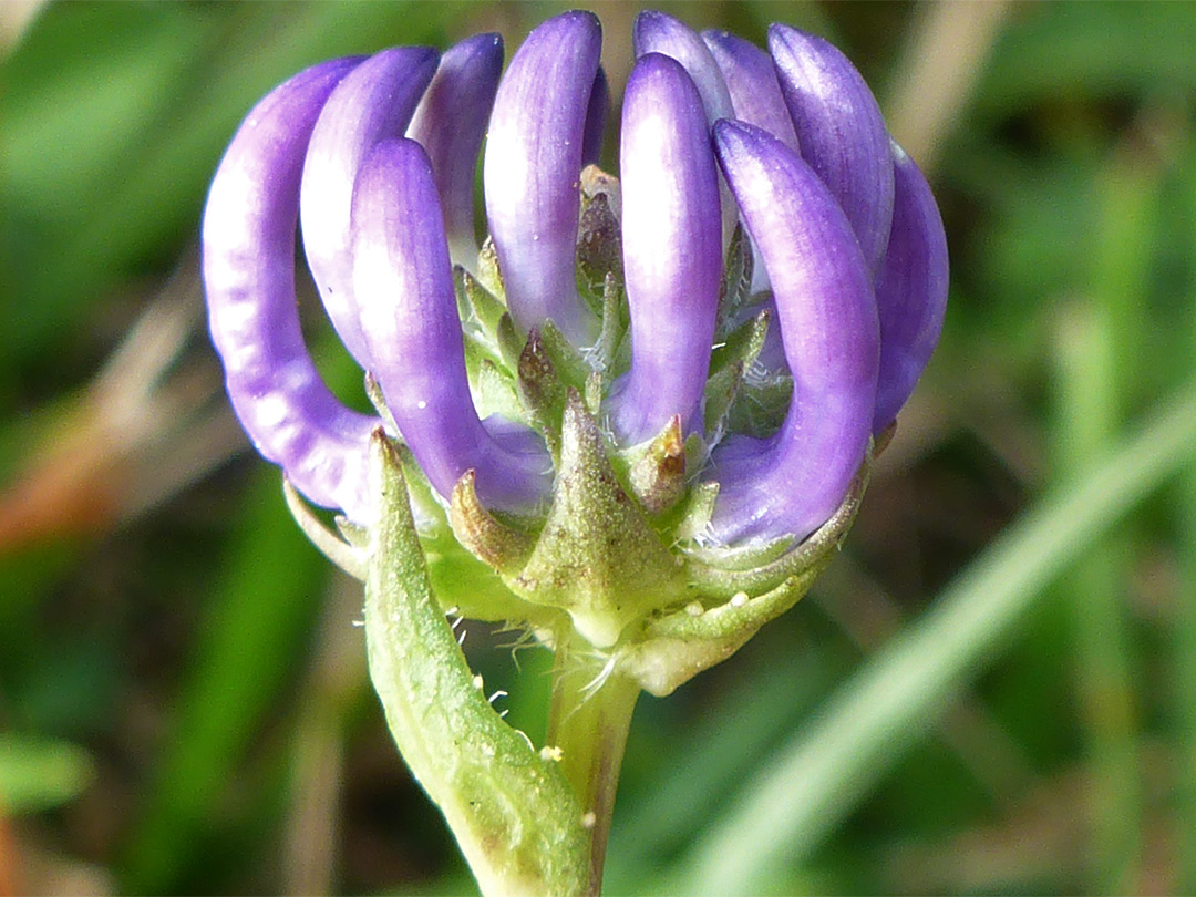 Developing flowers