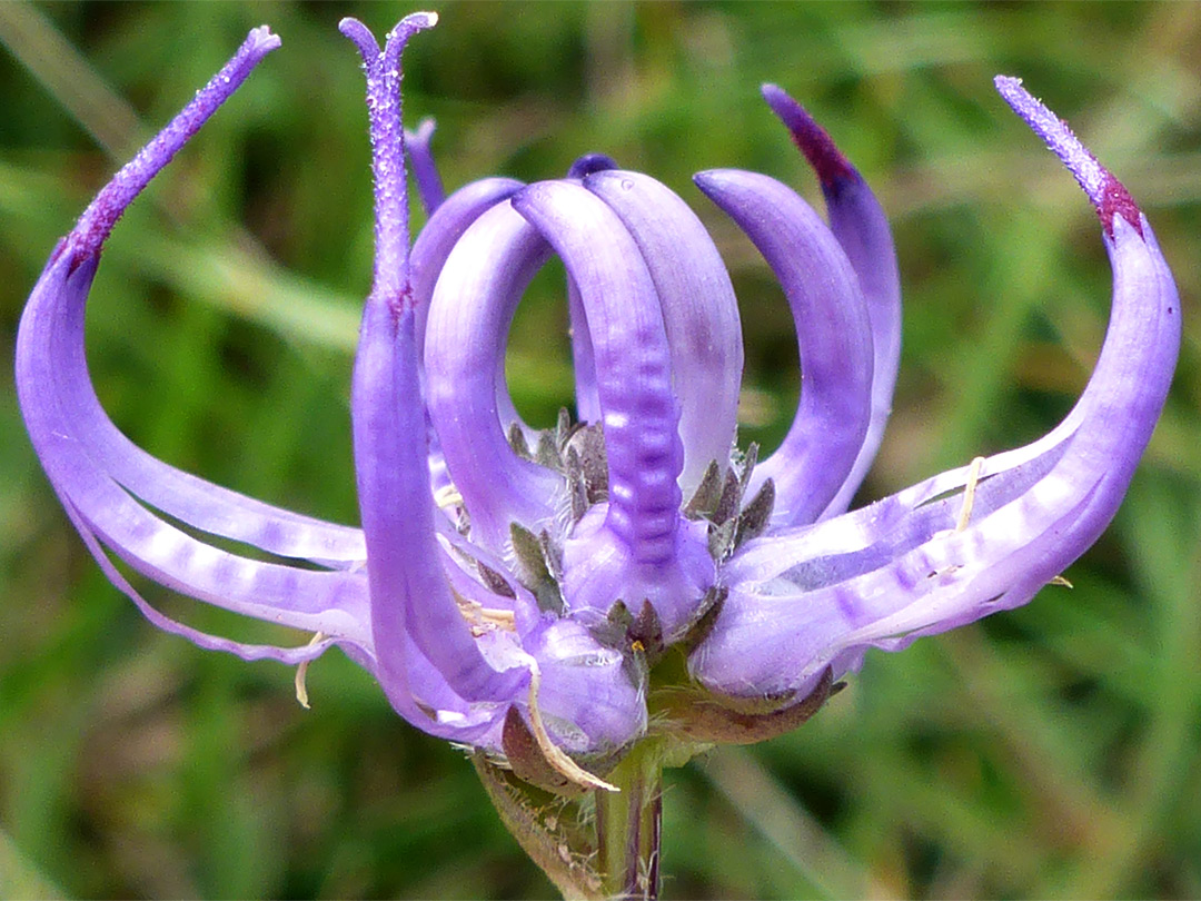 Curving purple flowers