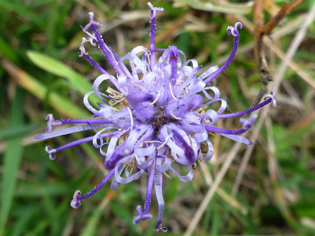 Blue-purple inflorescence