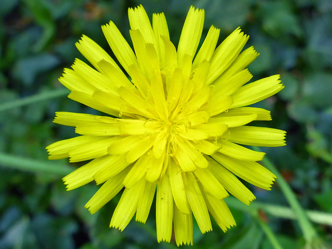 Yellow flowerhead