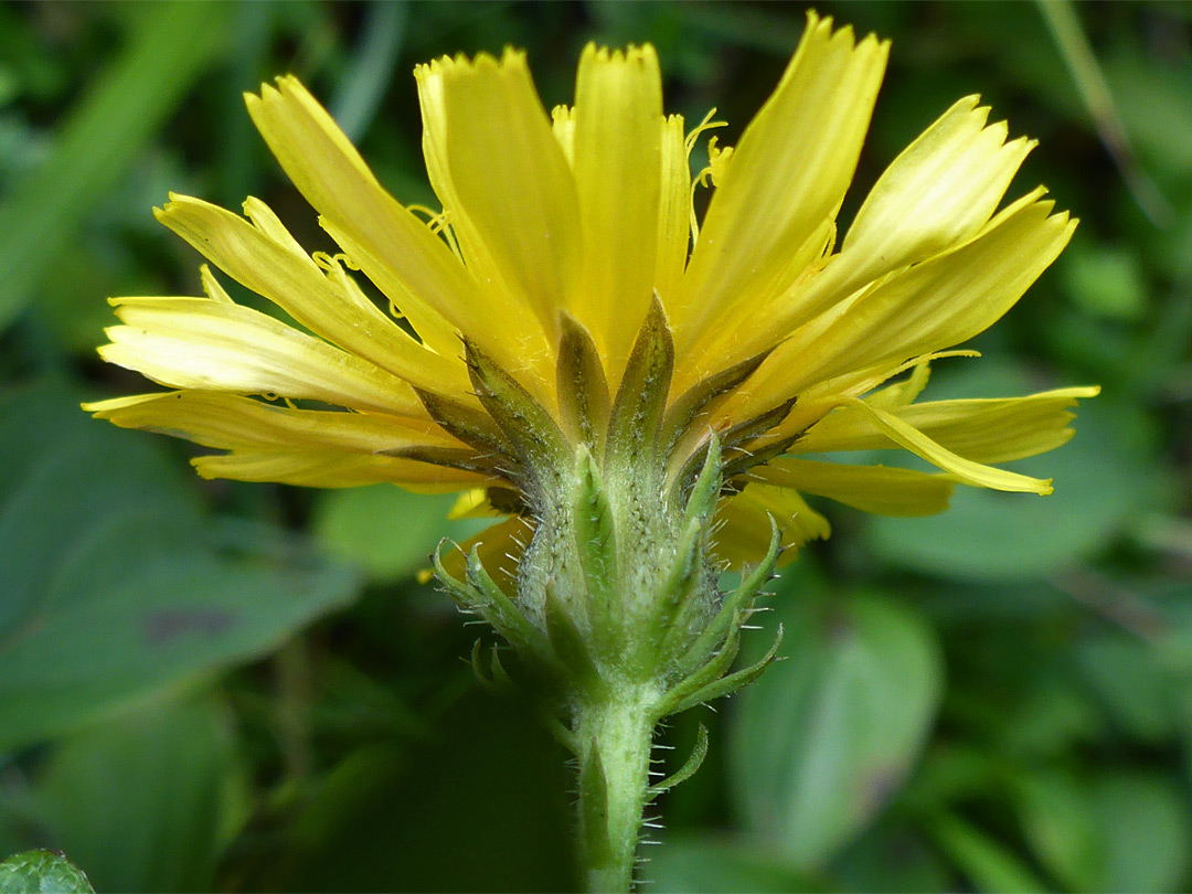 Bristly phyllaries