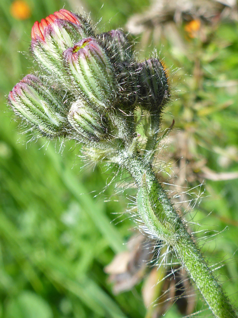 Hairy stem and phyllaries