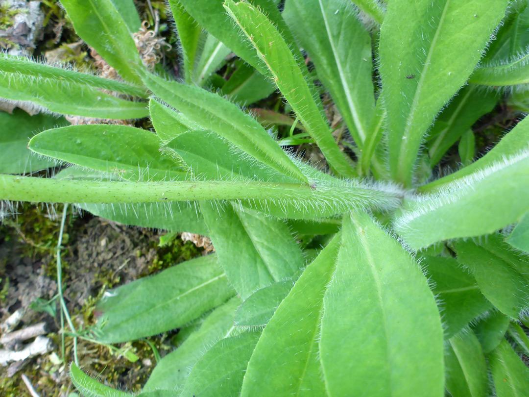 Basal leaves