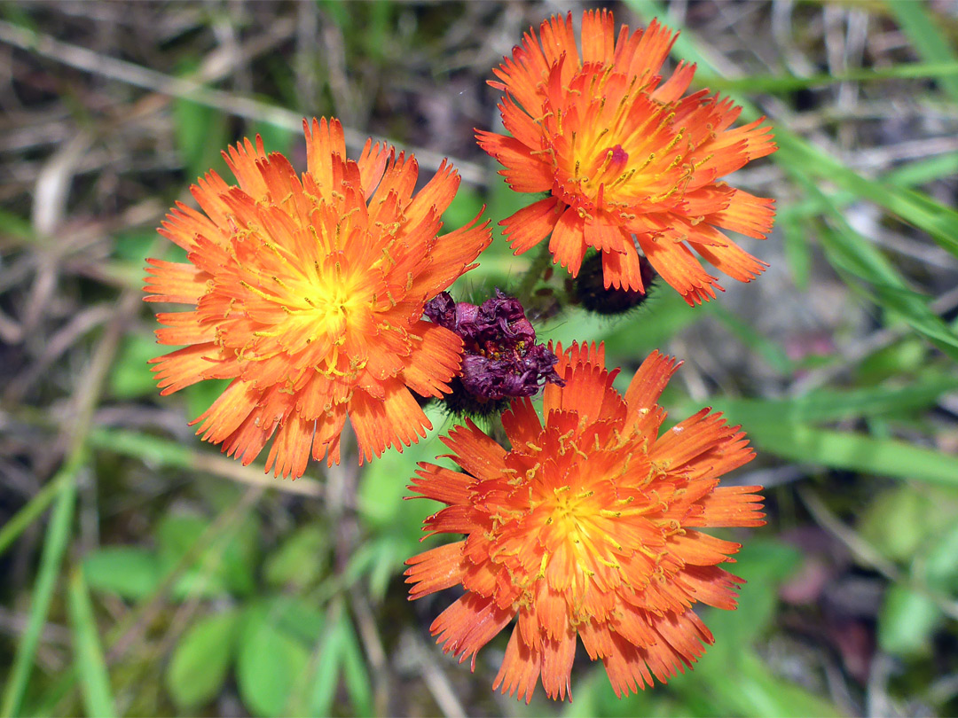 Flowerheads