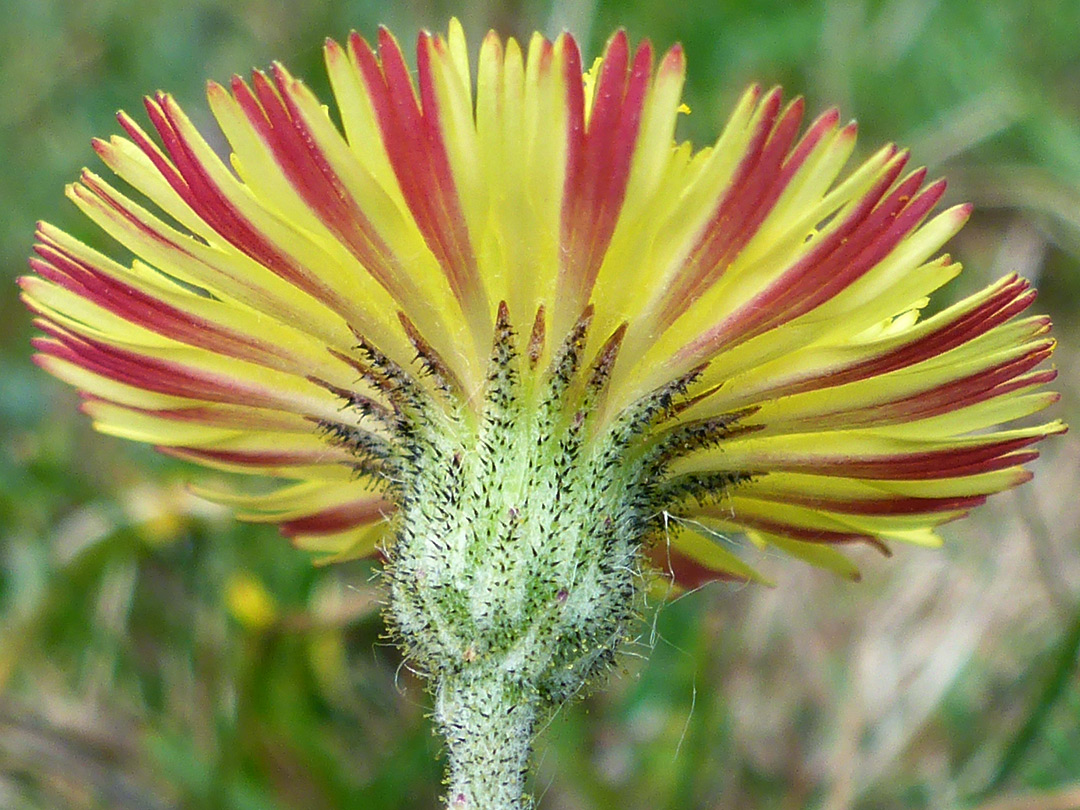 Phyllaries and florets