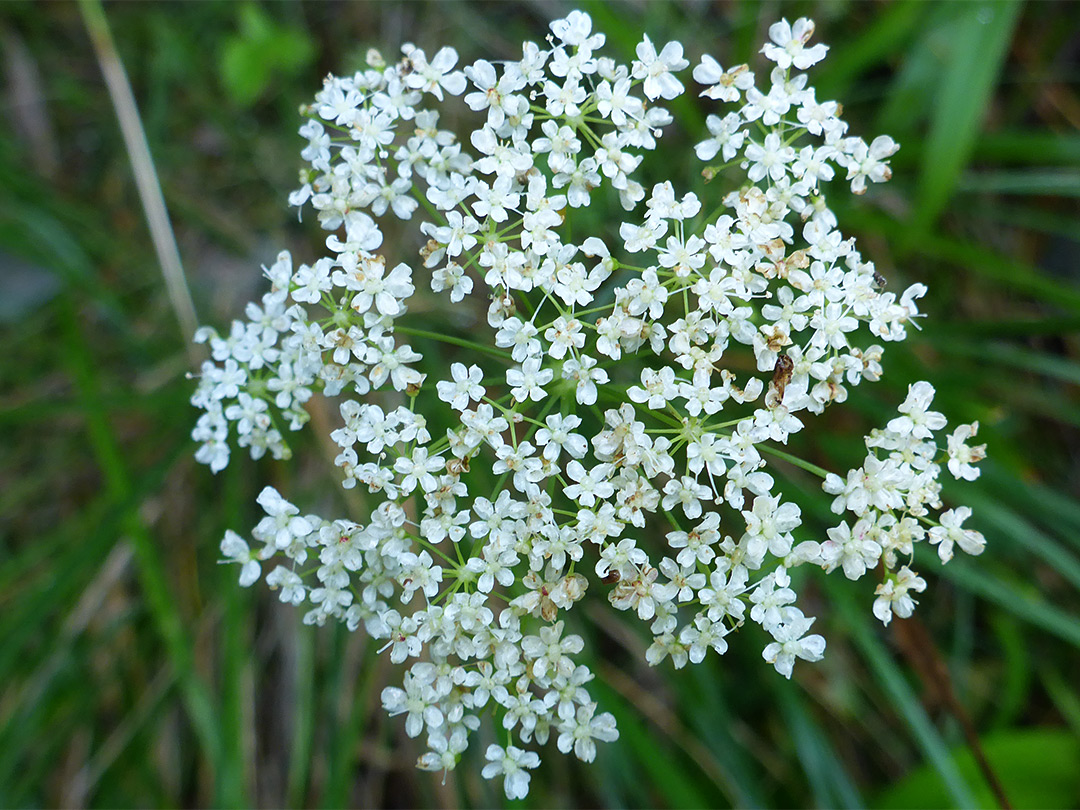 Flower cluster