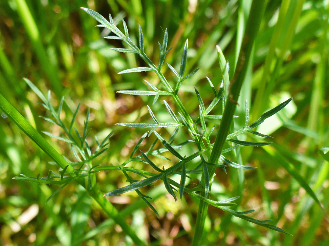 Linear leaf lobes