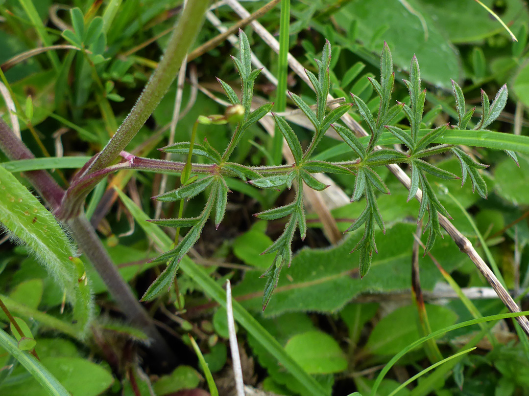 Finely lobed leaf