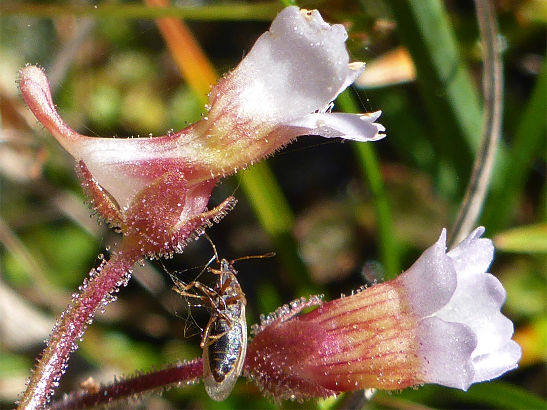 Two flowers