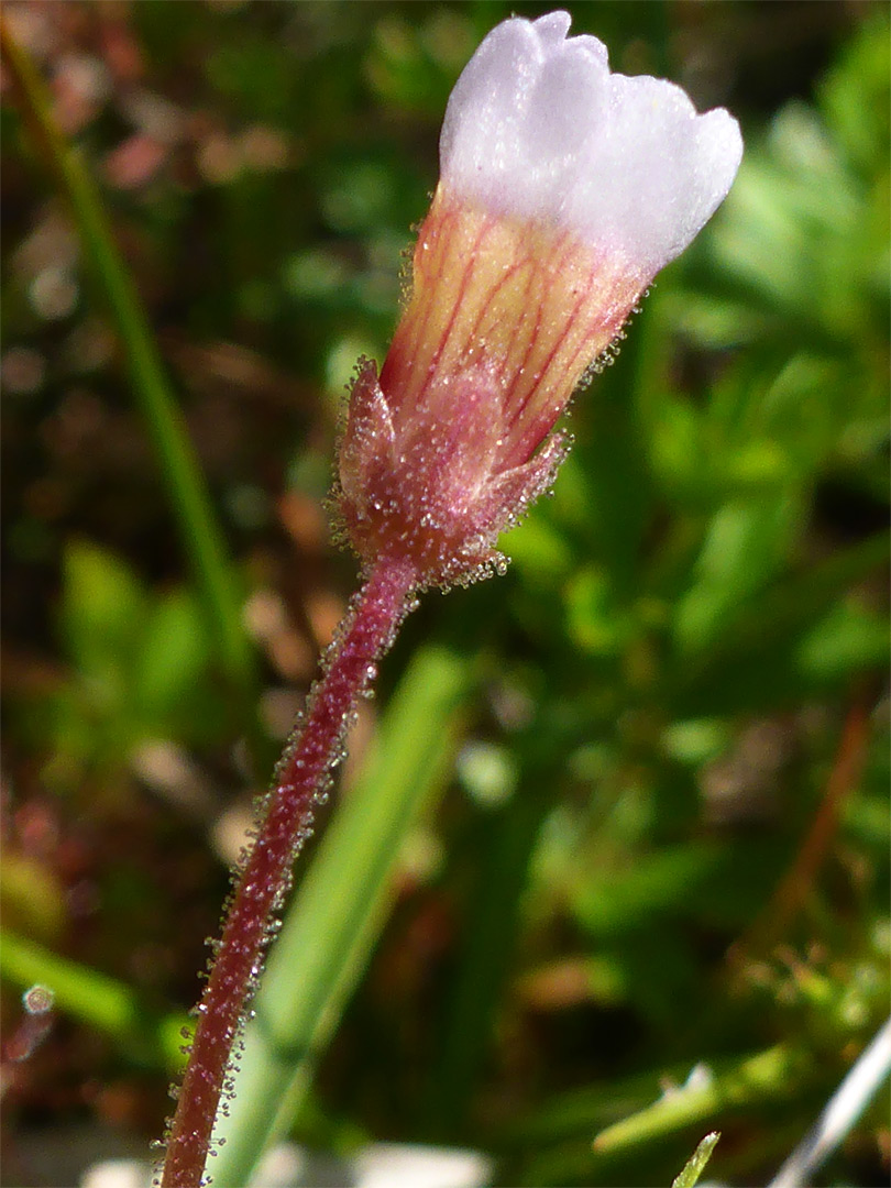 Pale butterwort