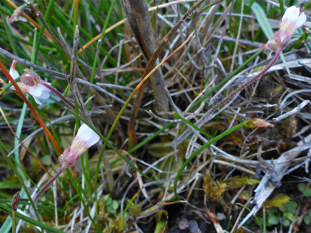 Three flowers