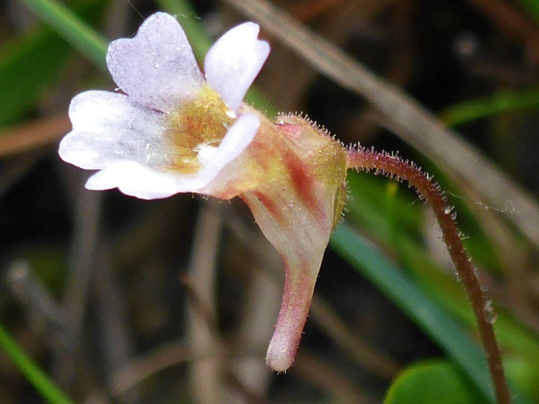 Pale butterwort