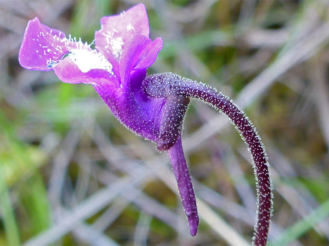 Long-spurred corolla