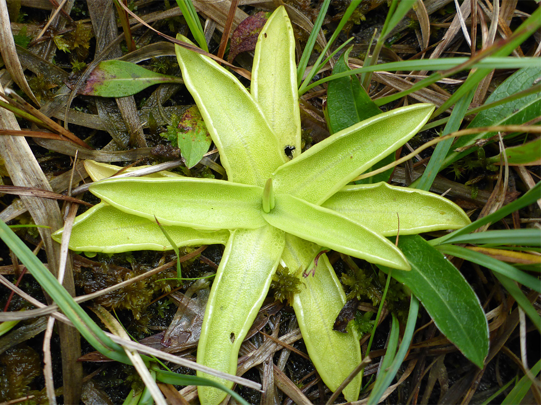 Yellow-green leaves