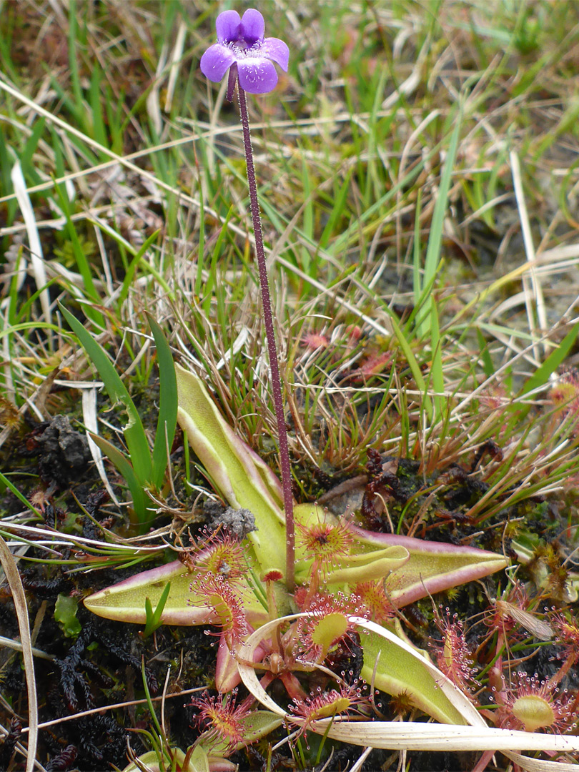 Leaves, stalk and flower