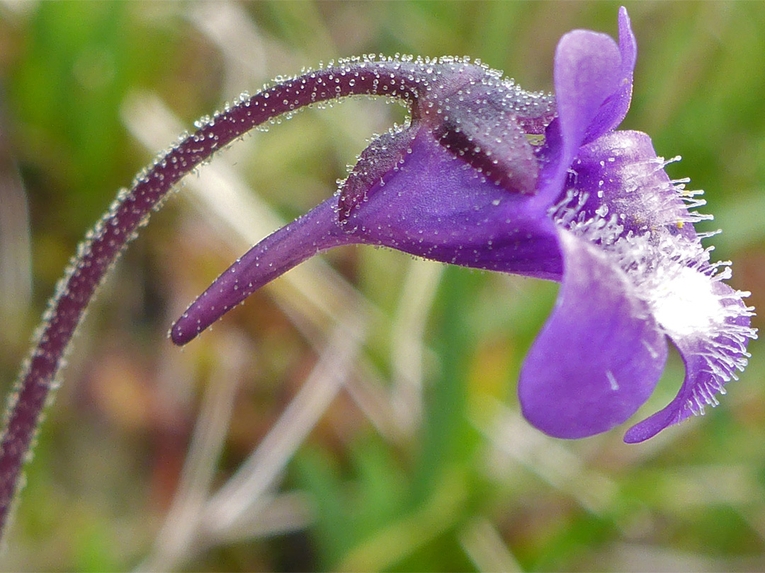 Spurred flower