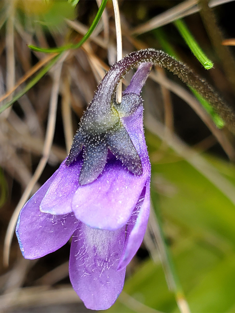 Calyx and corolla