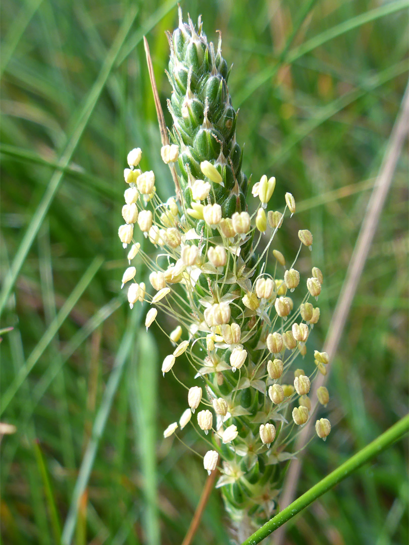 Pale yellow anthers