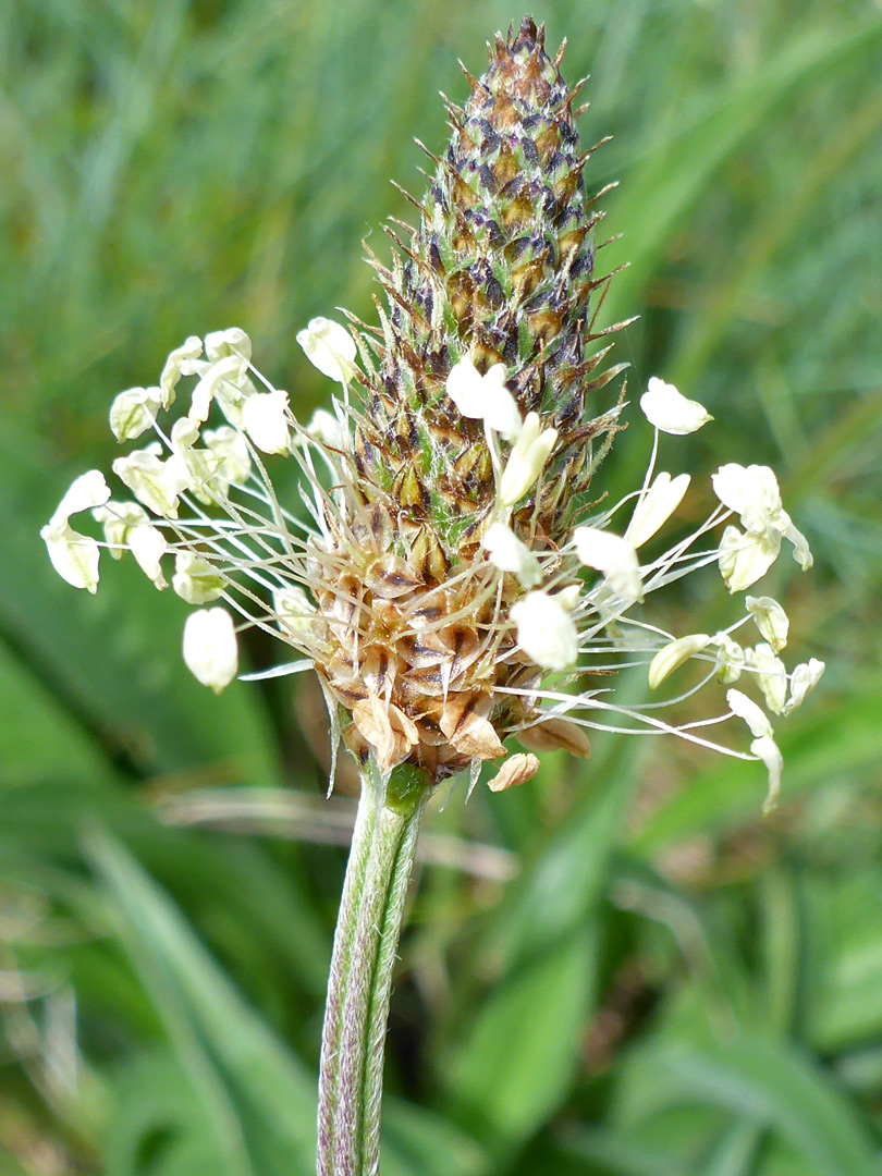 Pale yellow anthers