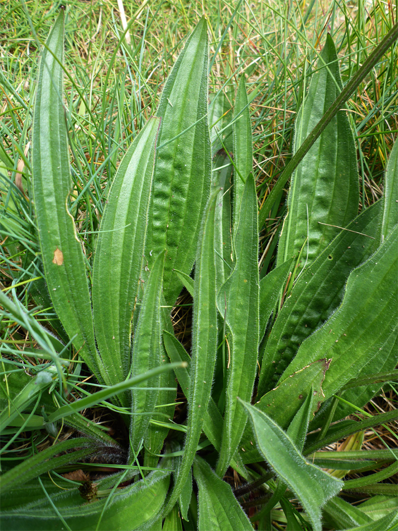 Lanceolate leaves