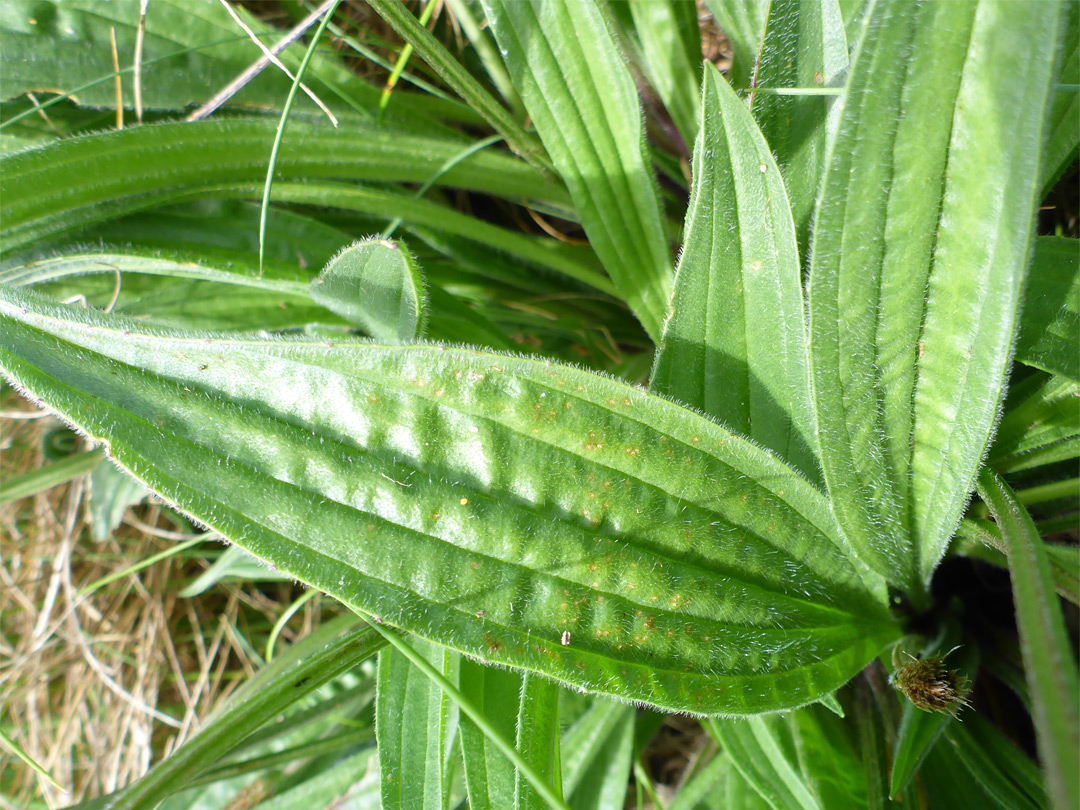 Veined leaf