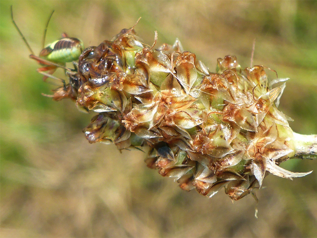 Withered flowers