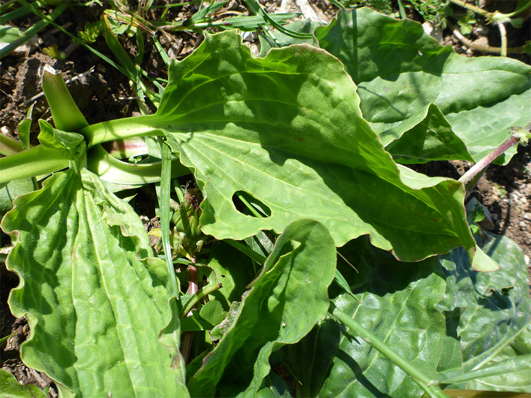 Long-stalked leaves