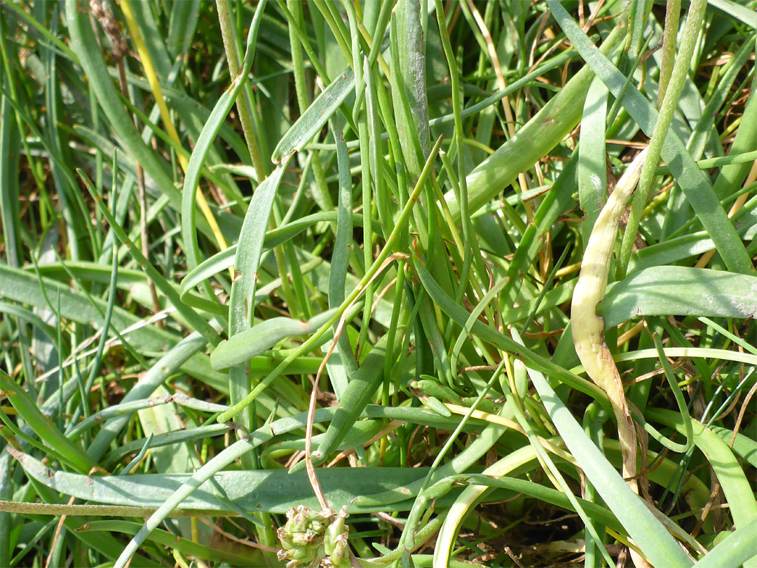 Grey-green leaves