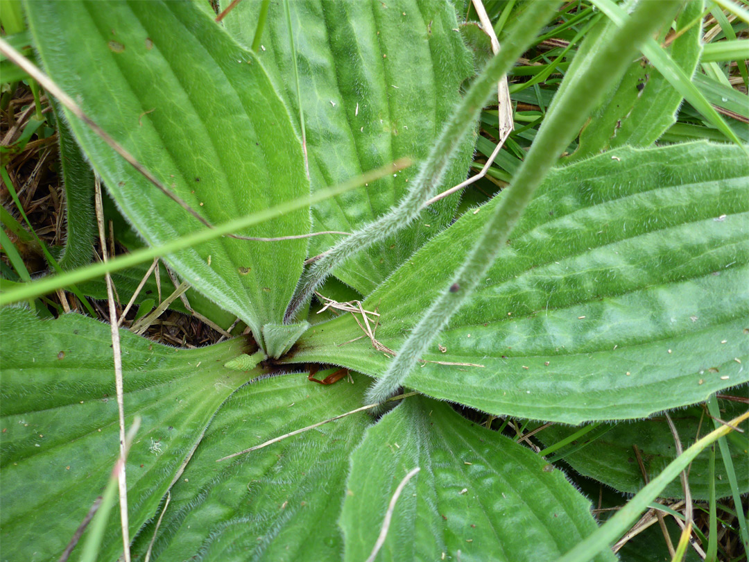 Leaf rosette