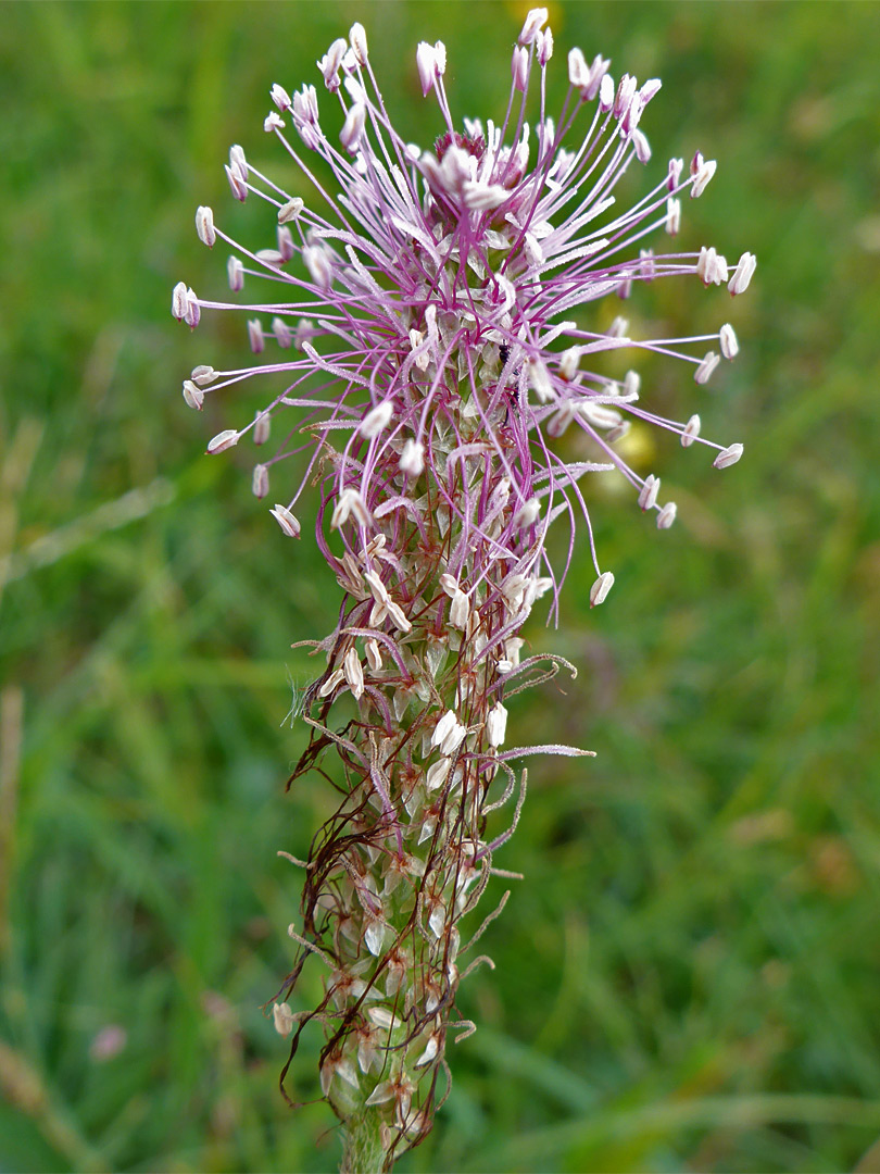 Pinkish stamens